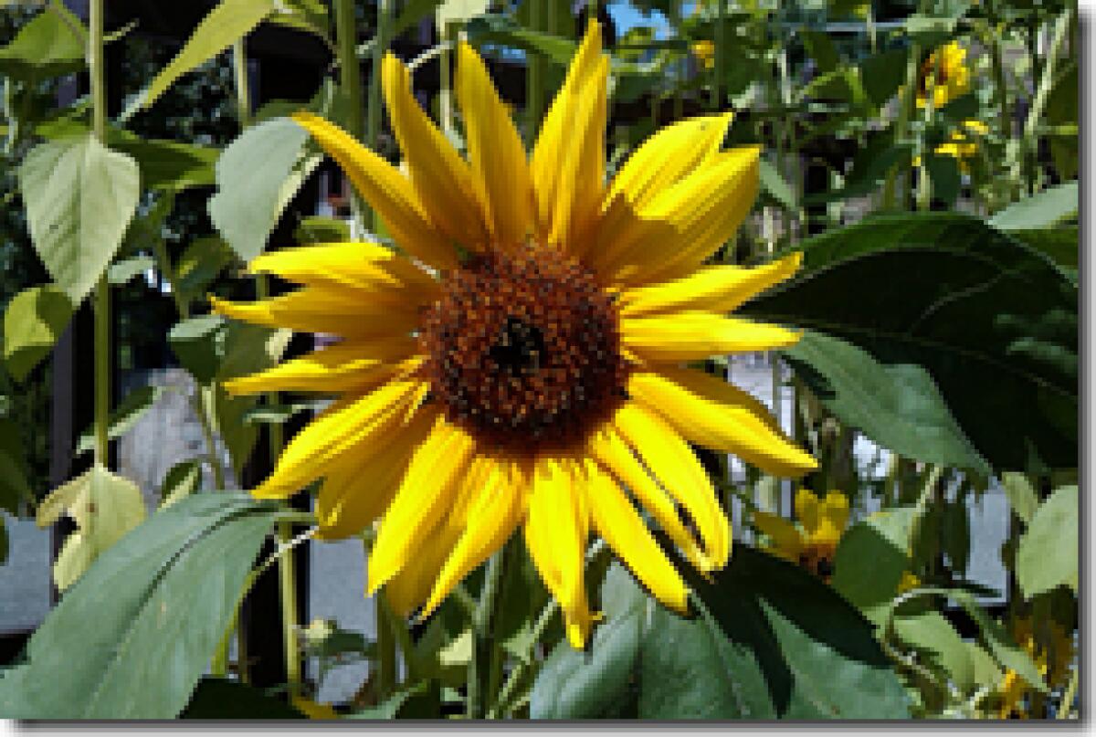 HTC Hero: un pò di video, test e recensione - 