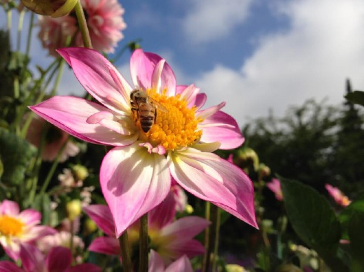 Come scatta le foto il nuovo iPhone 5? - 