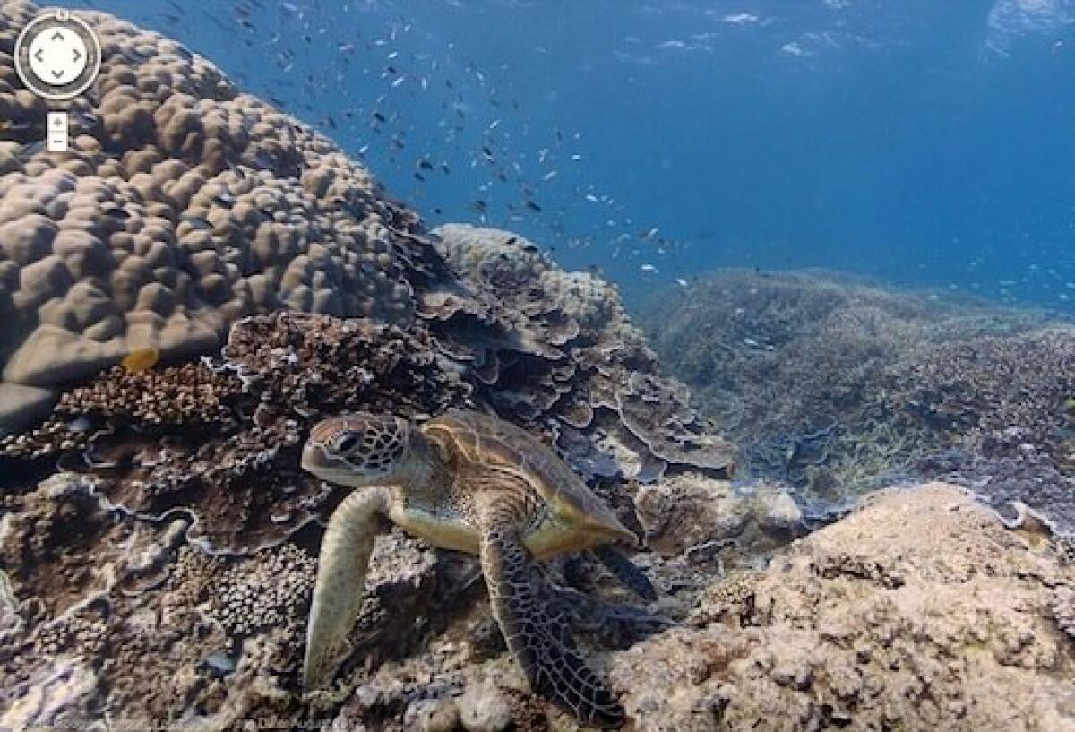 Google Maps inizia a mostrare le immagini subacquee dei mari - 