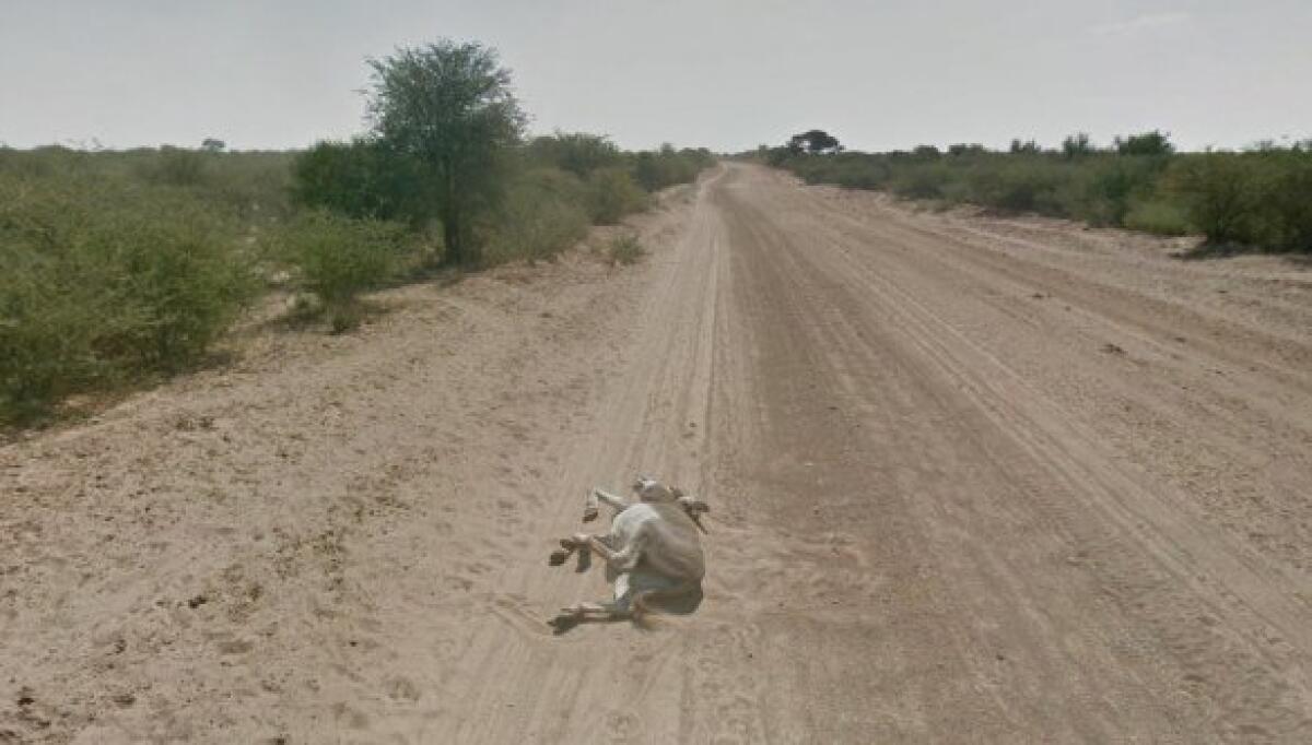 Google: la macchina di Street View investe un asino? - 