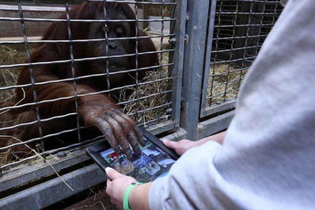 Allo zoo di Washington le scimmie usano l’iPad: troppo semplice o così semplice da usare? - 