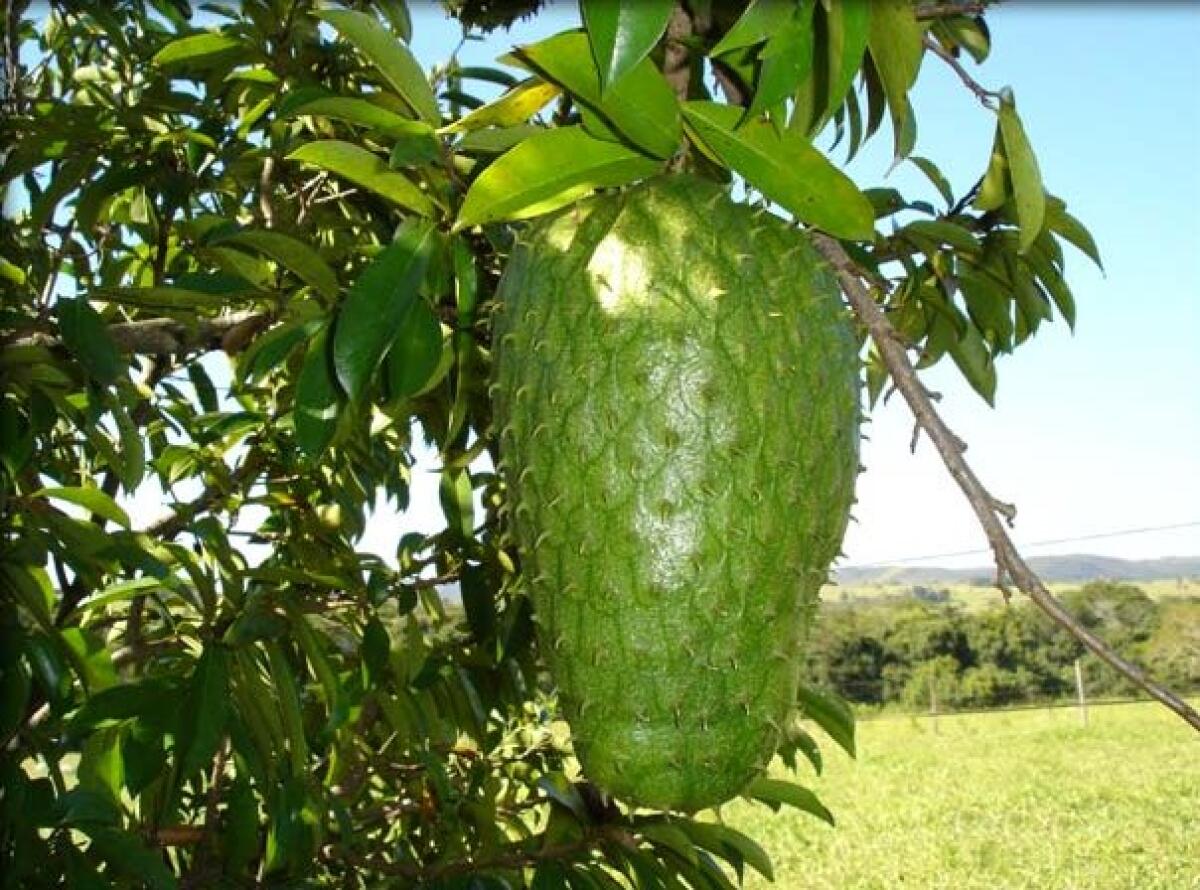 Graviola, ecco l'albero che cura il cancro e i tumori - 