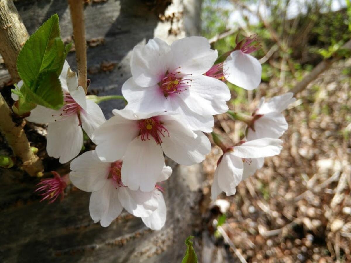 Nuove incredibili e bellissime foto scattate con OnePlus One - 