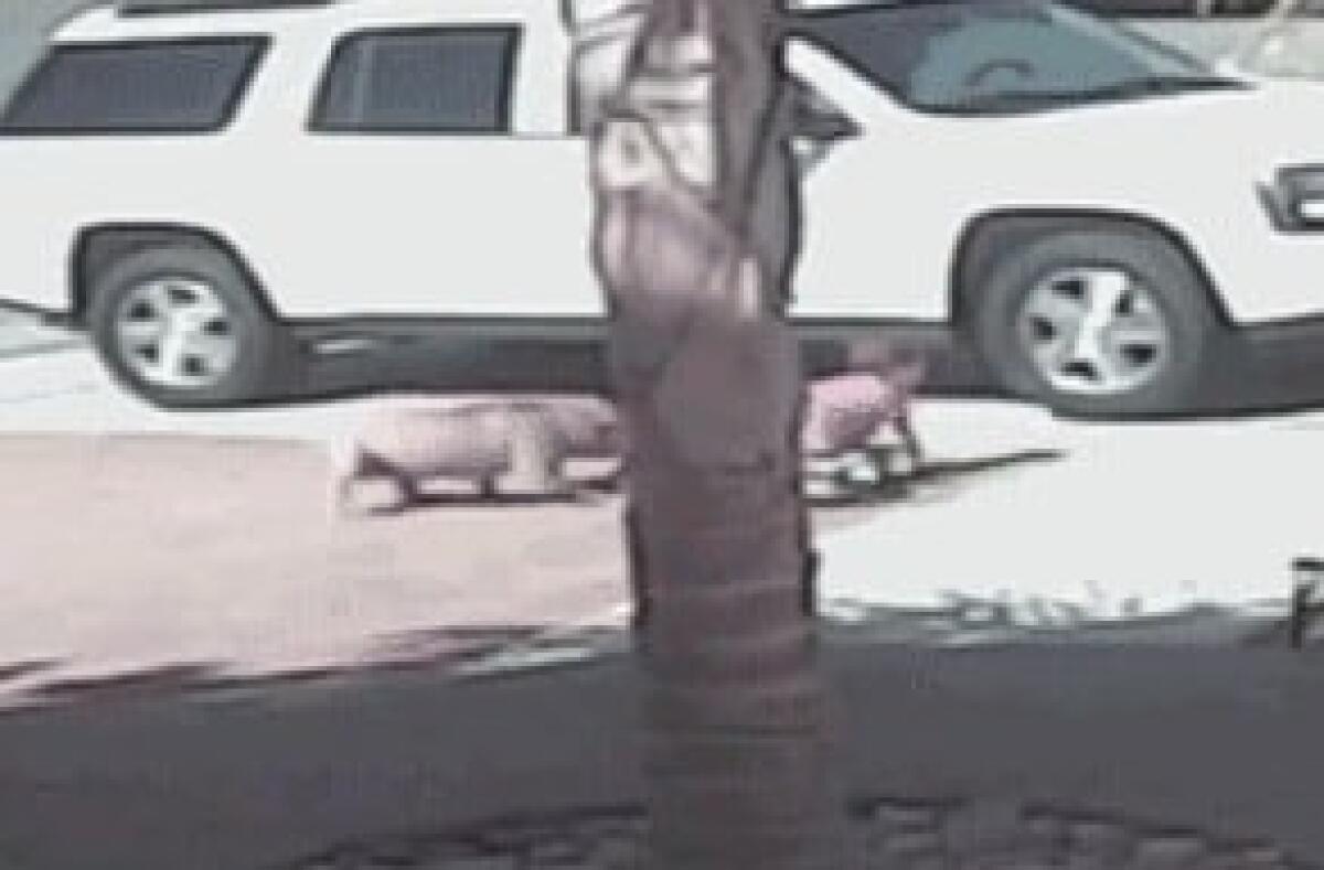 Gatto salva un bimbo dall'attacco del cane del vicino. Salvo, solo qualche punto! - 