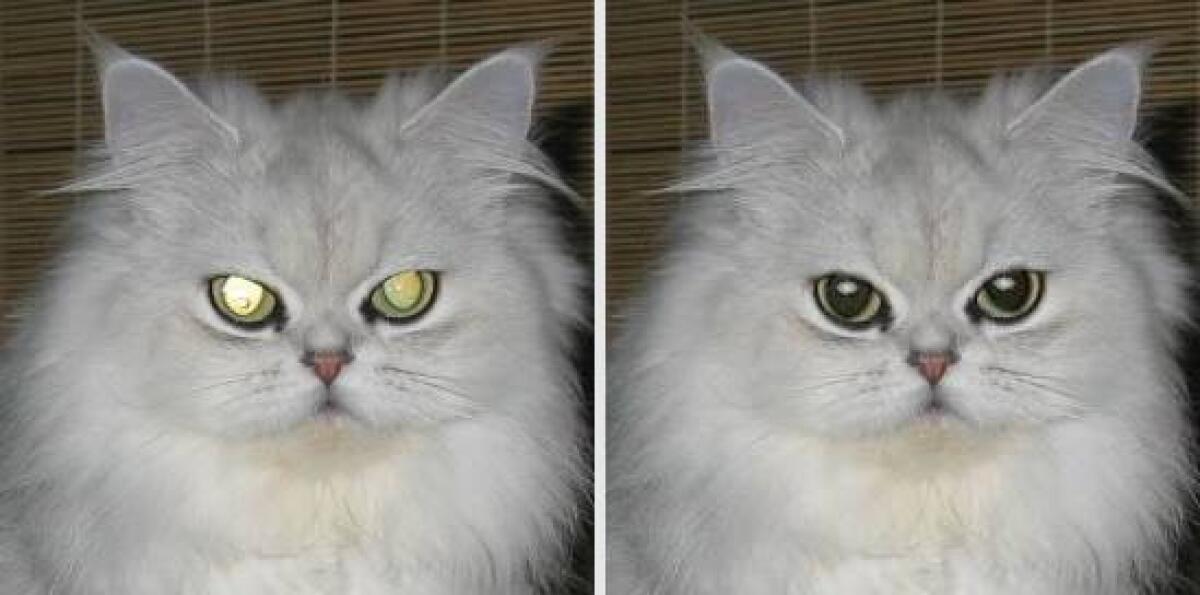 Applicare Effetto Occhi Brillanti alle foto con Pet Eye Fix Guide 2.2.4 Gratis - 