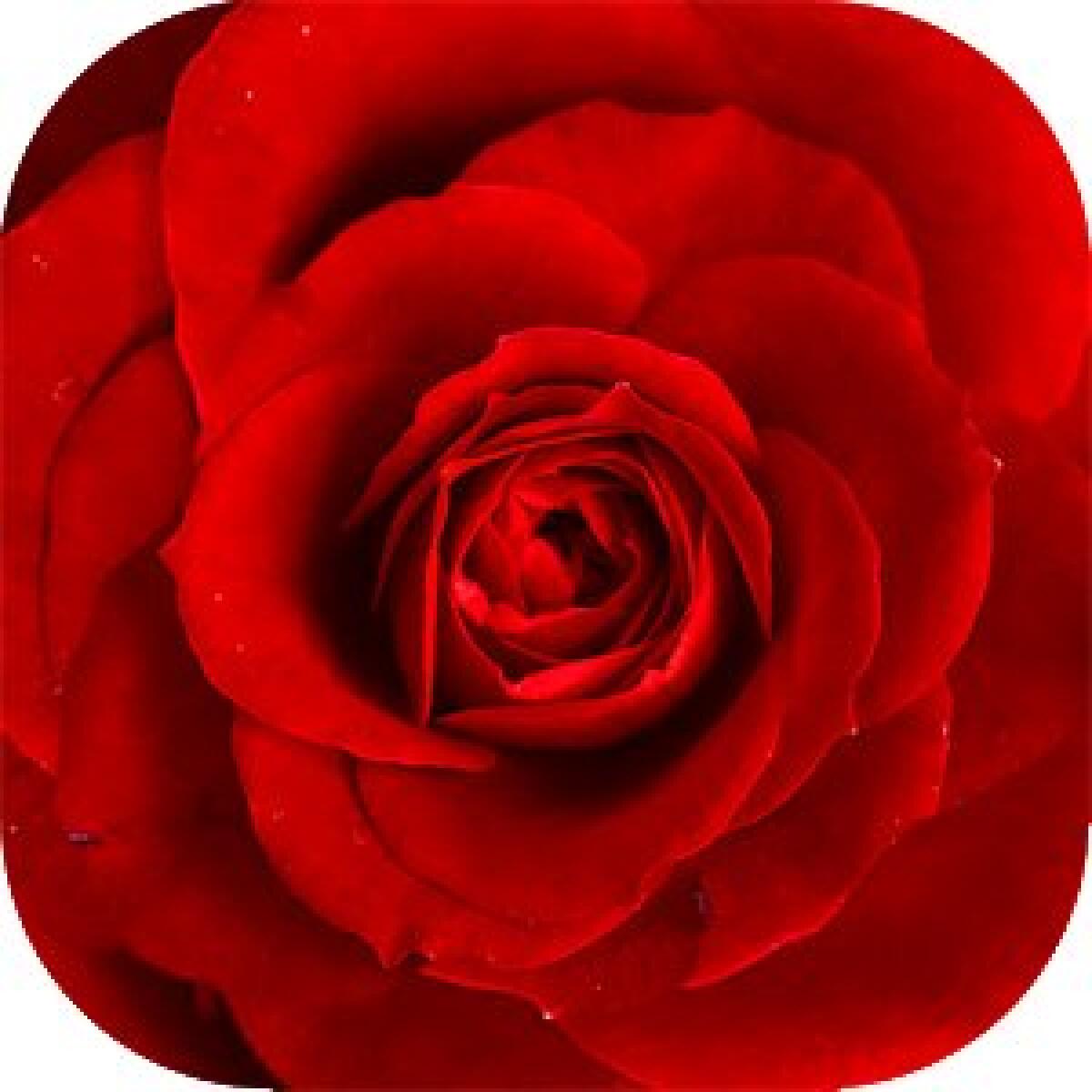 Download Floristry da Amazon App Shop per Android - 
