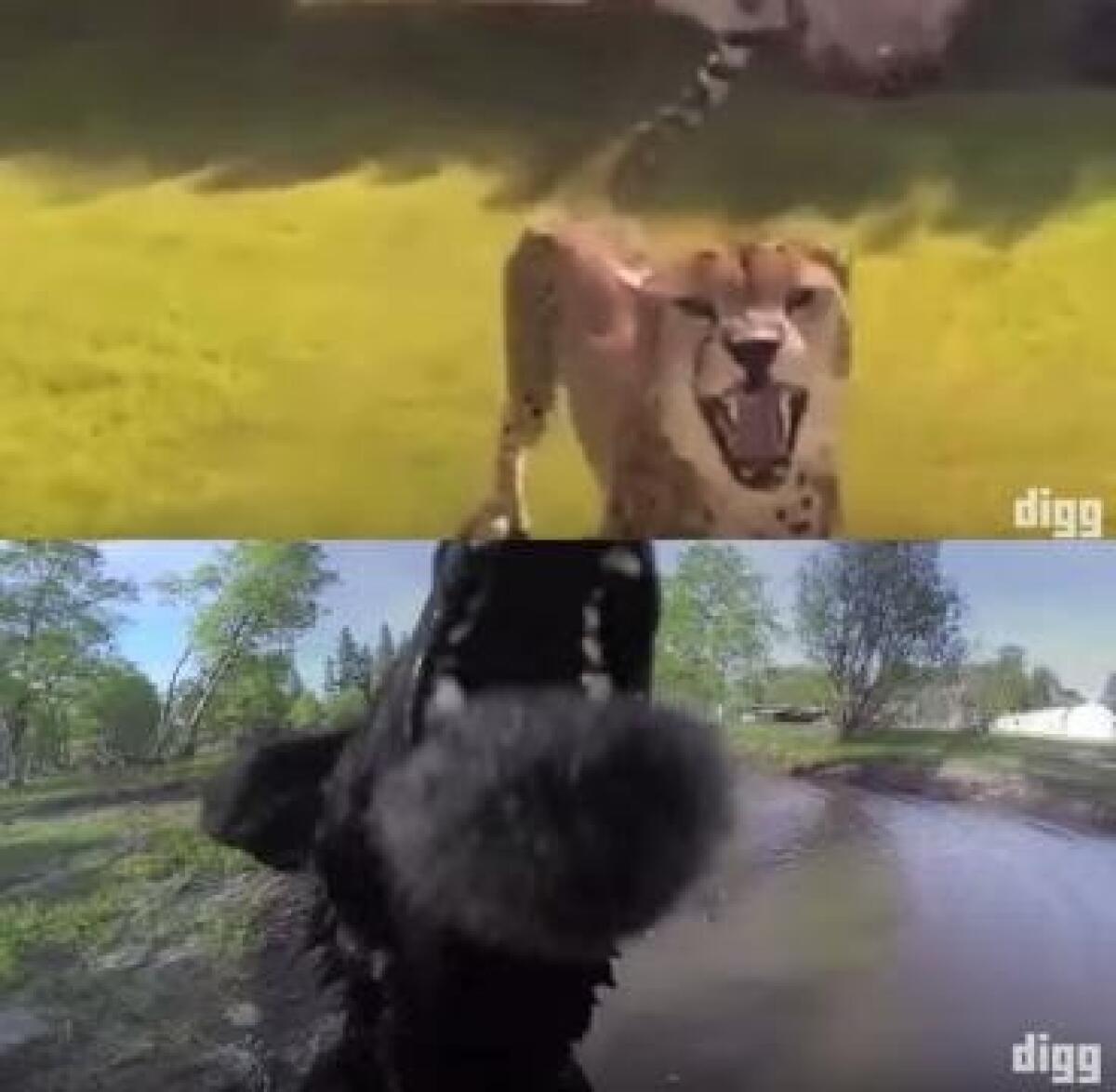 Animali contro Droni: ecco il video che mostra i loro attacchi - 
